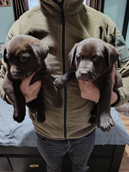 Căței caută căsuța