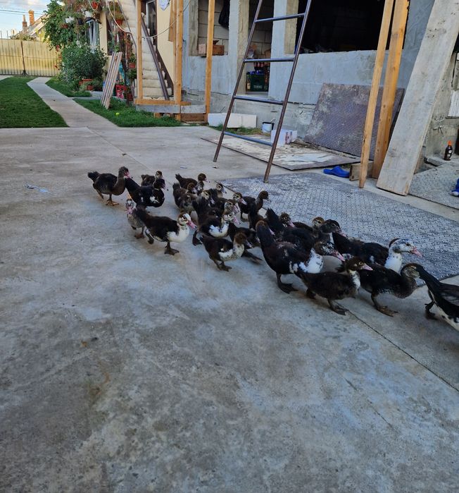Vând rațe leșești