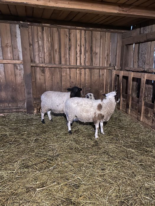 De vanzare o pereche de miei dorper