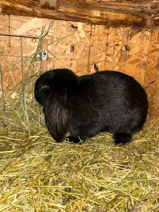 Iepuri berbec german