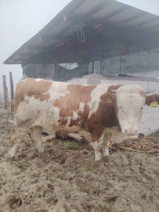 Vand tauri peste 400 kg