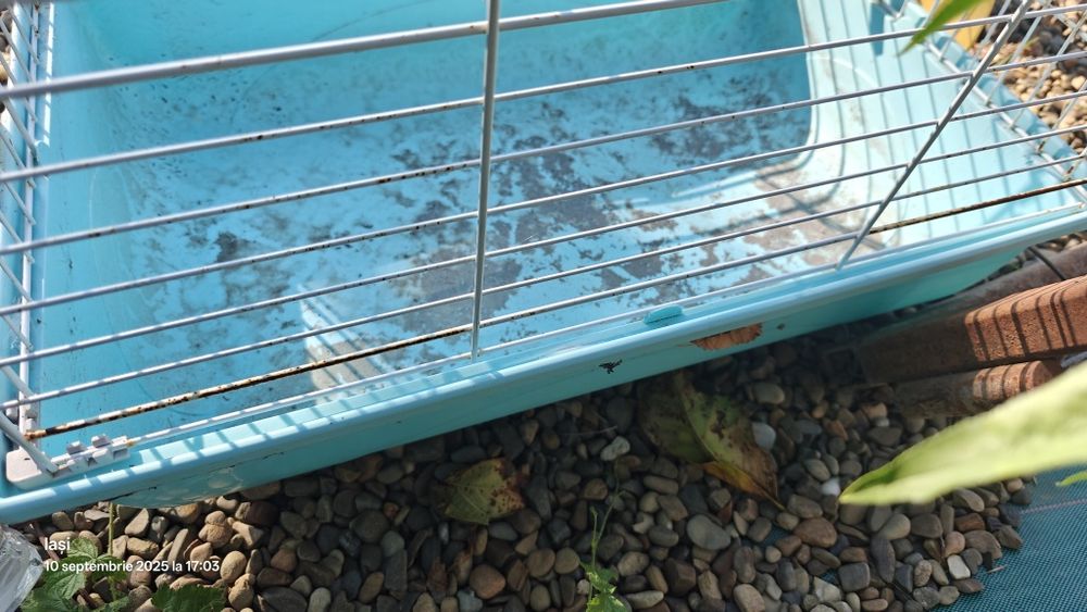 Cușcă iepurași din plastic și capac metalic