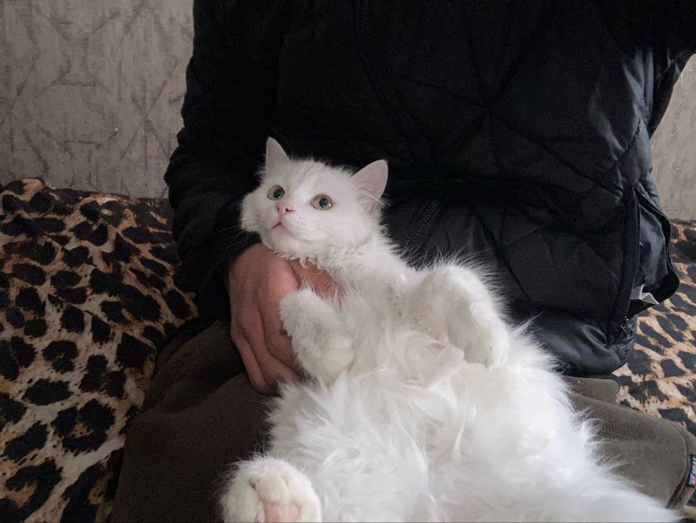 Turkish angora 4oylik Fargonadan qizbola