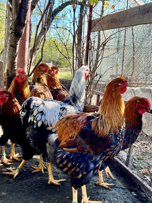 Cocosi Wyandotte Wiandotte 2025 TOP rasa pura GSG albastru auriu