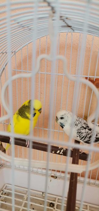 Papagali perusi maturi