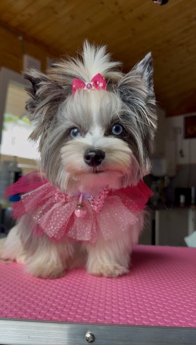 Frizerie canină / Toaletaj canin / Tuns Căței / Tuns Canin Bragadiru