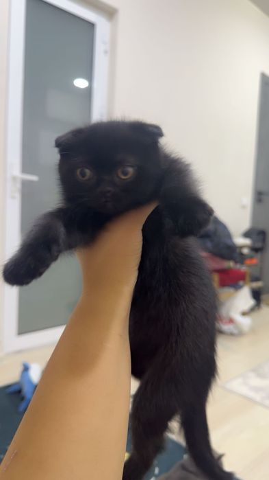 Котенок вислоухий  шотландец (девочка 1,5 месяца)