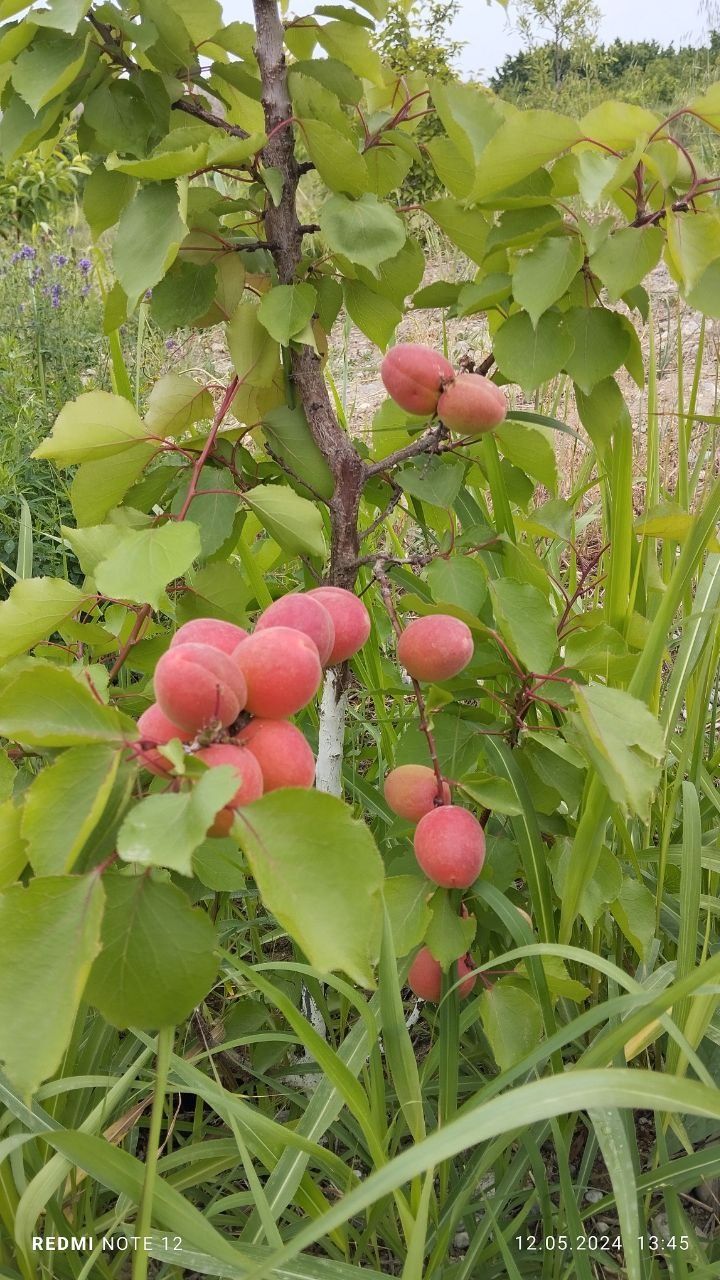 Bog', dacha sotiladi