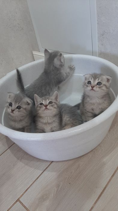Котята вислоухие шотландцы