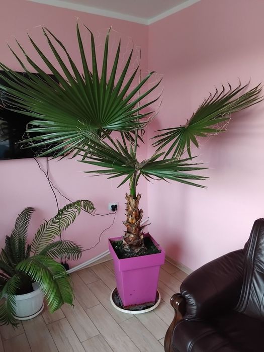 красива палма в саксия