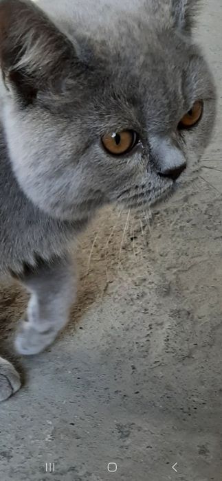 Скотиш страйт продаетсЯ