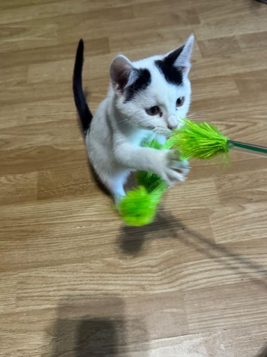 Motanei spre adoptie