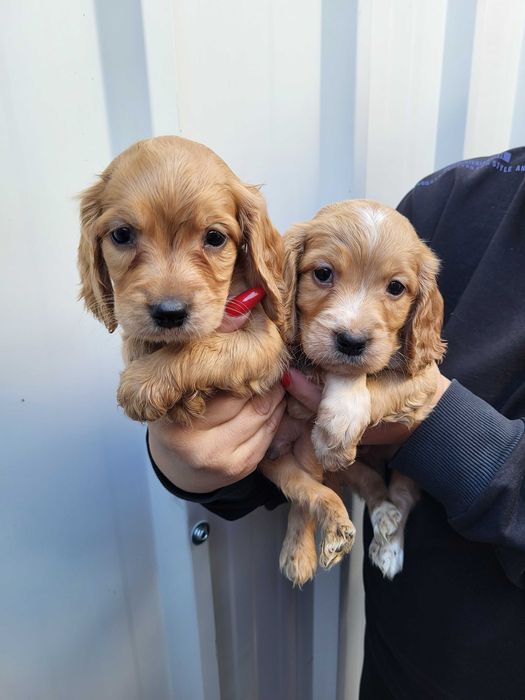 Продавам кокер шпаньол