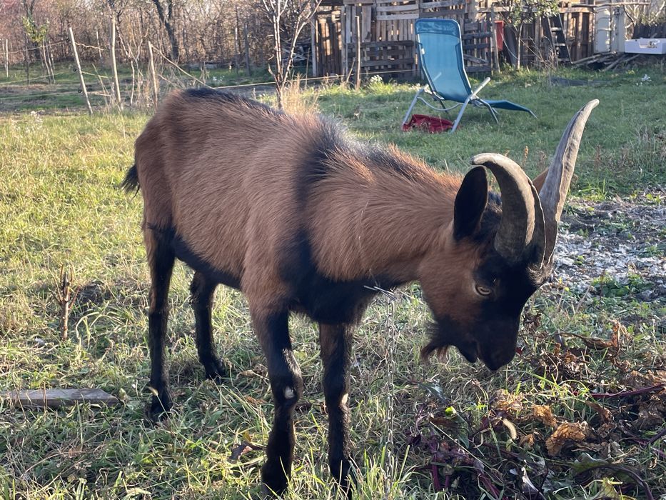 Vând Un Țap De 8 Luni !