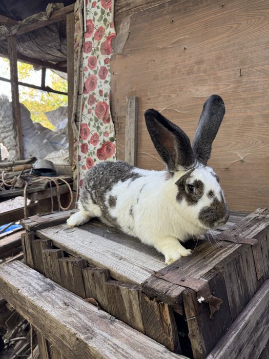 Femela fluture german