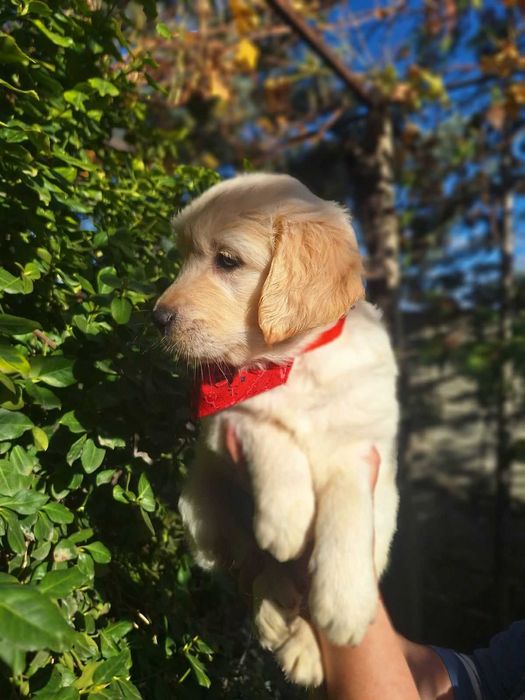 Голдън ретривър кученца