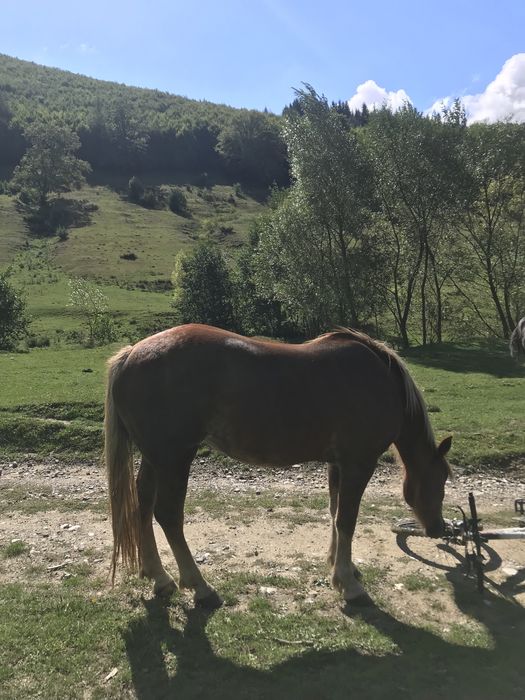 Vand iapa ,contactati-ma pentru detalii