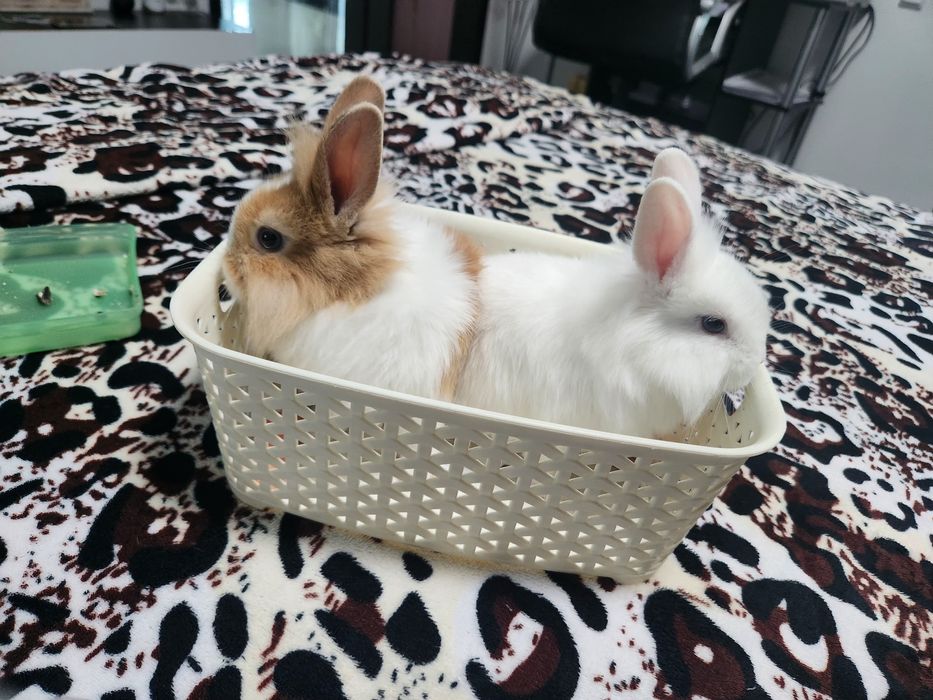 Iepurasi drăgălași...cap de leu