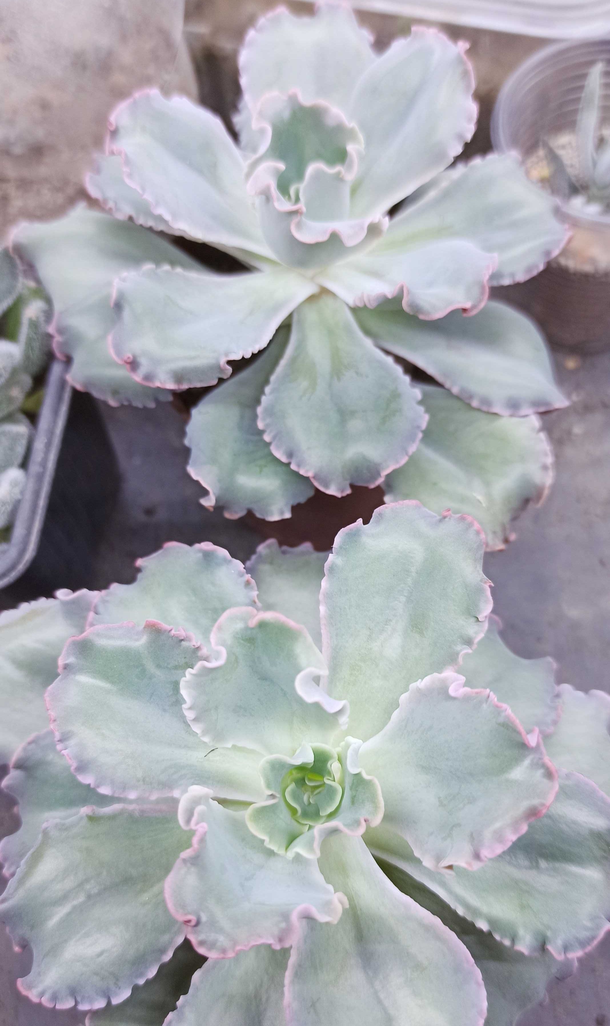 Эхеверия, Echeveria, комнатный суккулент