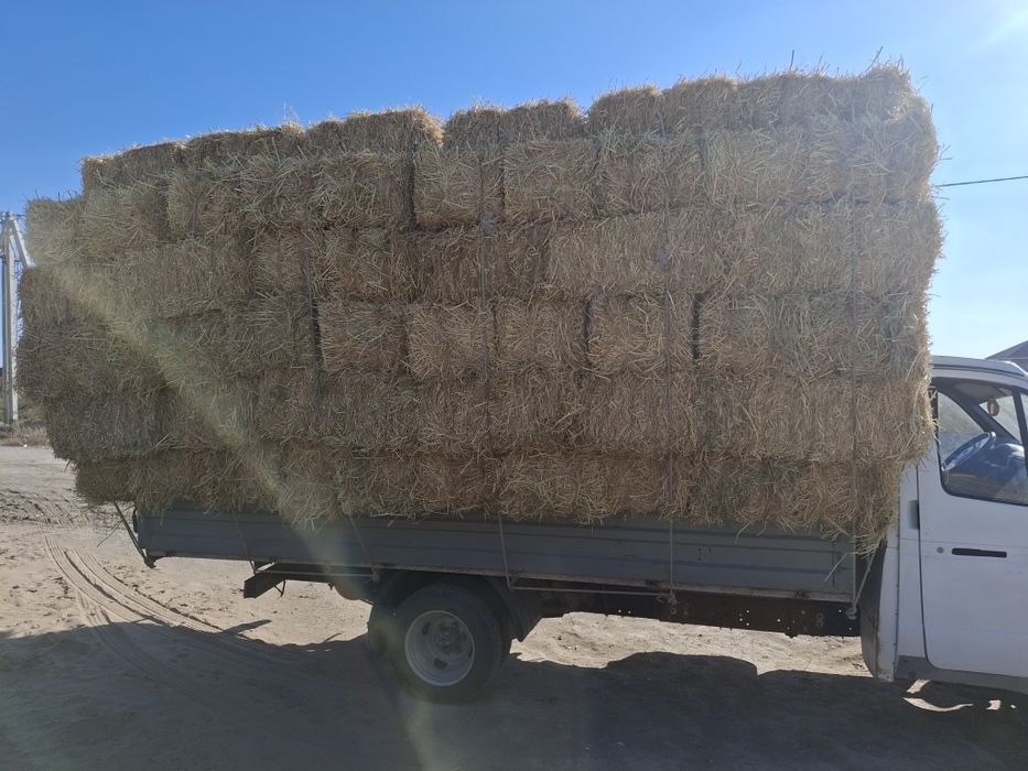 Сабан камыс пашын