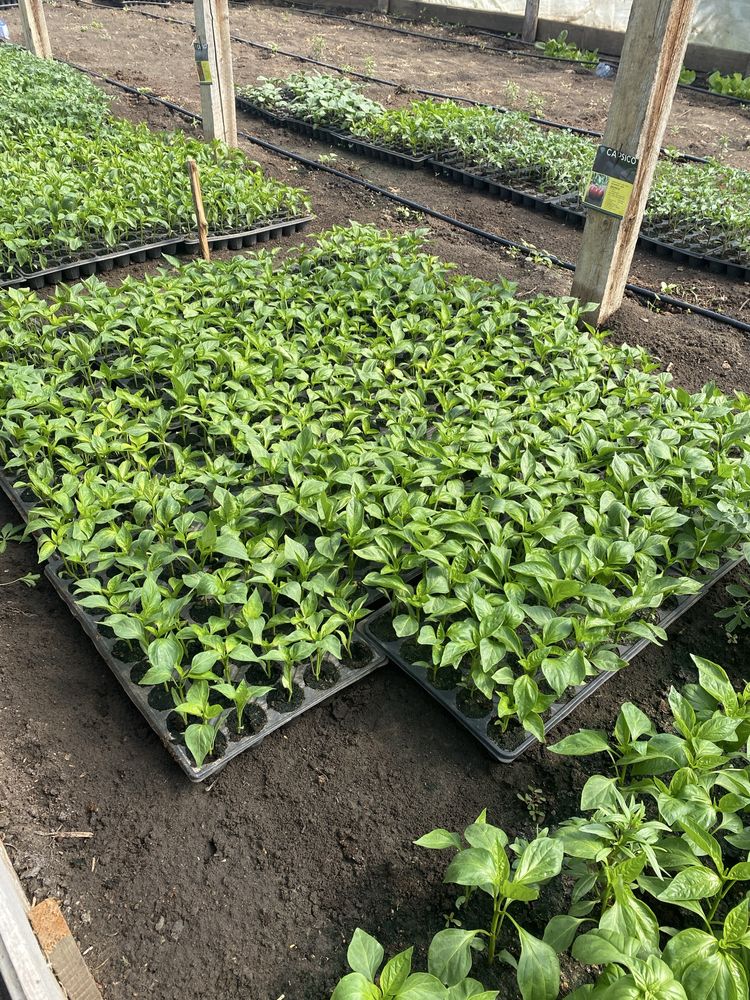 Răsaduri hibride de calitate – gata de plantat!
