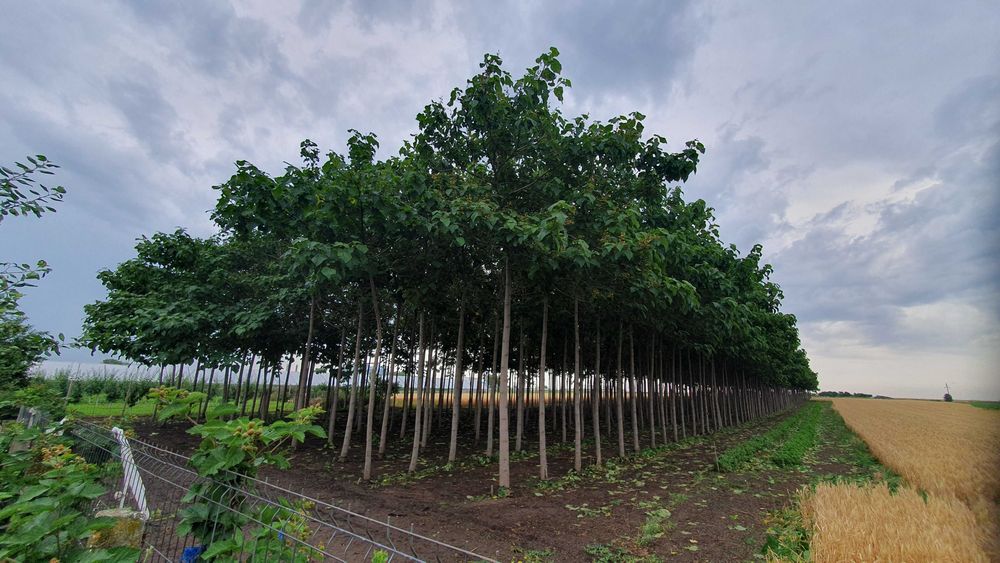 Casa de vanzare Mihailest/Buzau