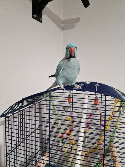 Papagal Micul Alexandru+Colivie