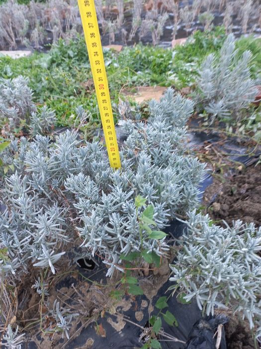 Rasad,butasi lavanda