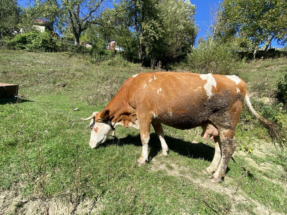 Vaca tinara buna de lapte