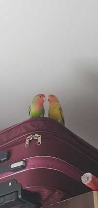 Agapornis cuplu, păsările iubirii