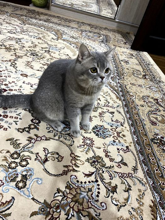 TEKIN vyazka britanskiy