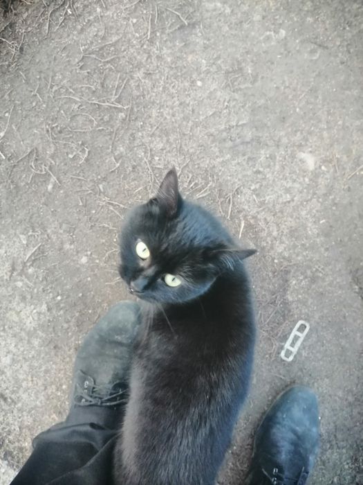 Отдам кошечку в хорошие руки