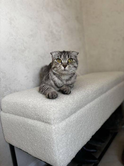 Кошка вислоухая в добрые руки