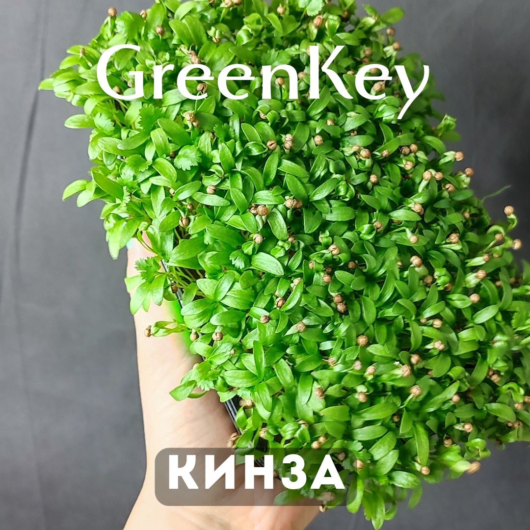 Микрозелень в г. Риддер от ситифермы GreenKey