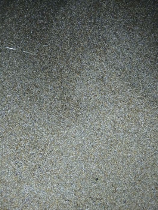 Orz de vânzare și baloti de paie de grâu