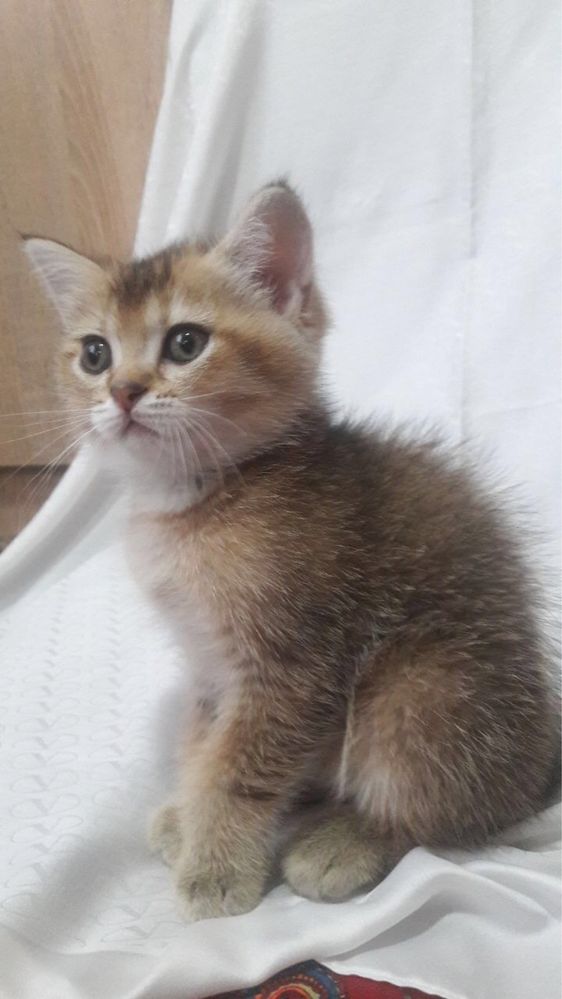 Mushuk sotiladi zoti shinshila jinsi qiz bola soglom 2 oylik