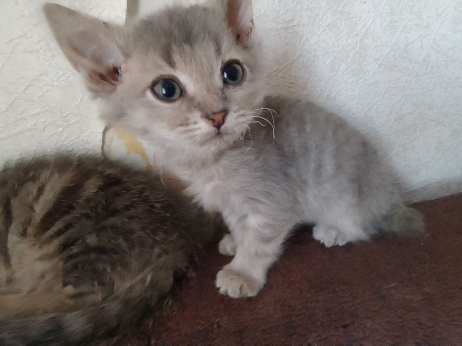 Котёнок мальчик в добрые руки