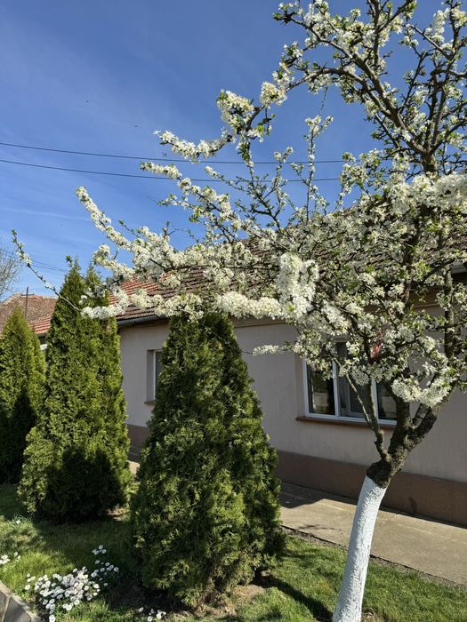 Casă de vânzare in Peciu Nou, la 17 km de Timișoara