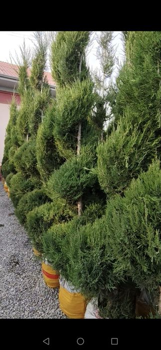 Archa. Ель. Shaklik archalar optom