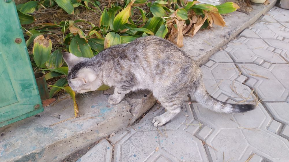 Отдам котенка, 4-месячную кошечку в хорошие, добрые руки.