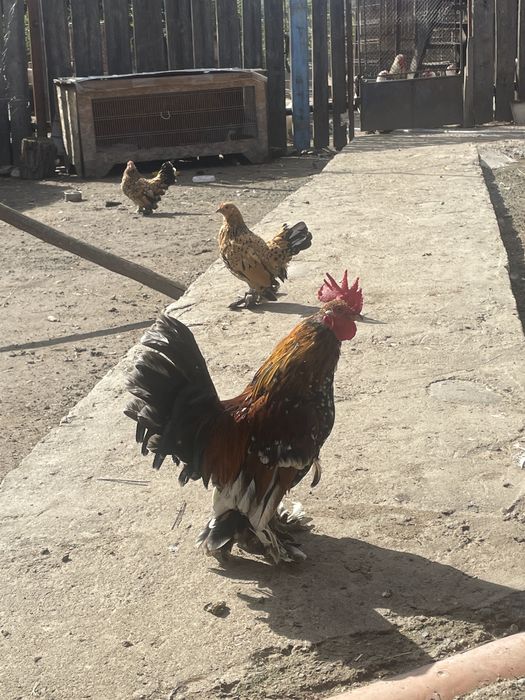 gaini pitice mii de flori familie , sunati pentru mai mulye detalii