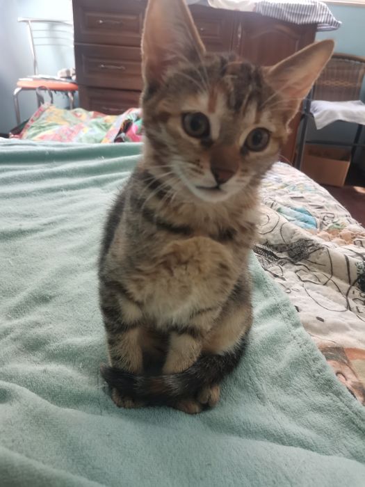 Пуханчета ТЪРСЯТ ДОМ