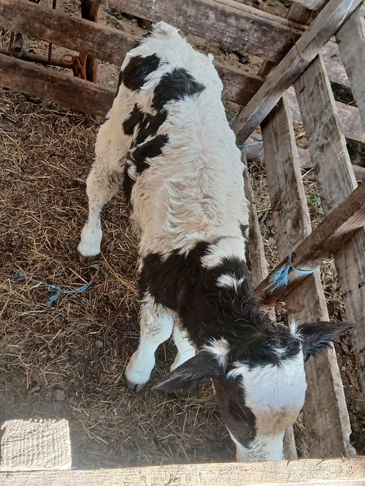 Vand tauras holstaing