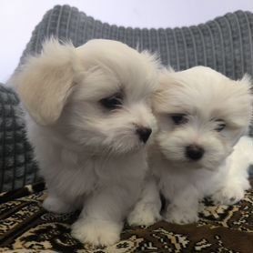 Мальтийская Болонка