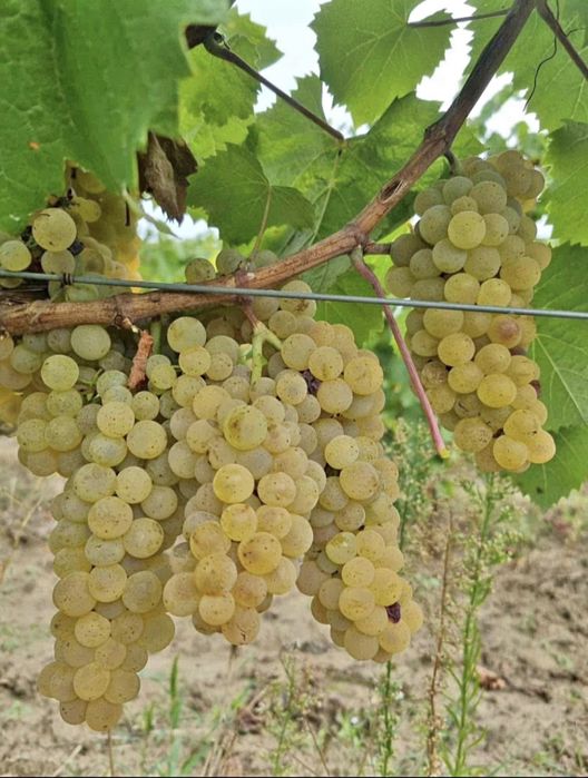 Vand struguri se vin Galati