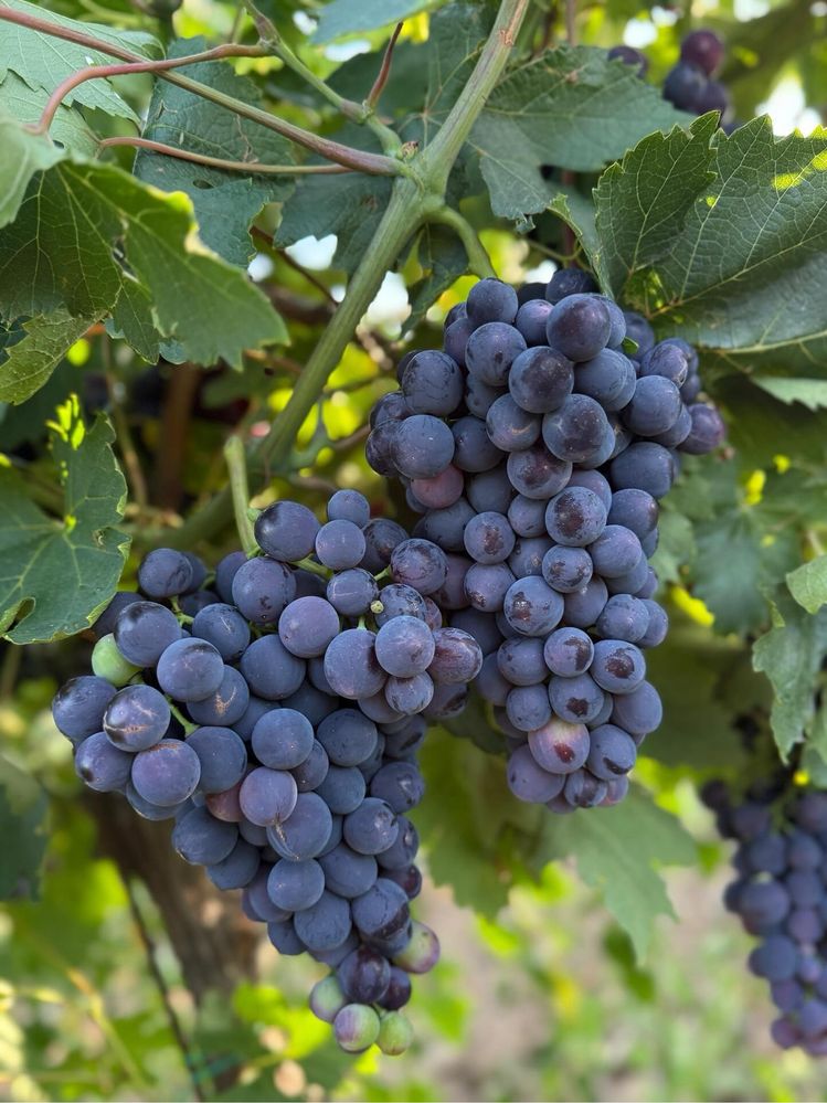 Struguri de masa si de vin
