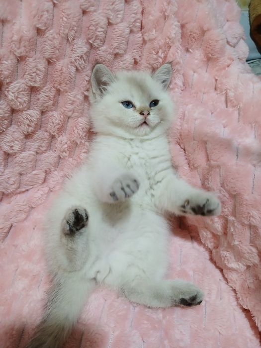 Продаю котят шиншил