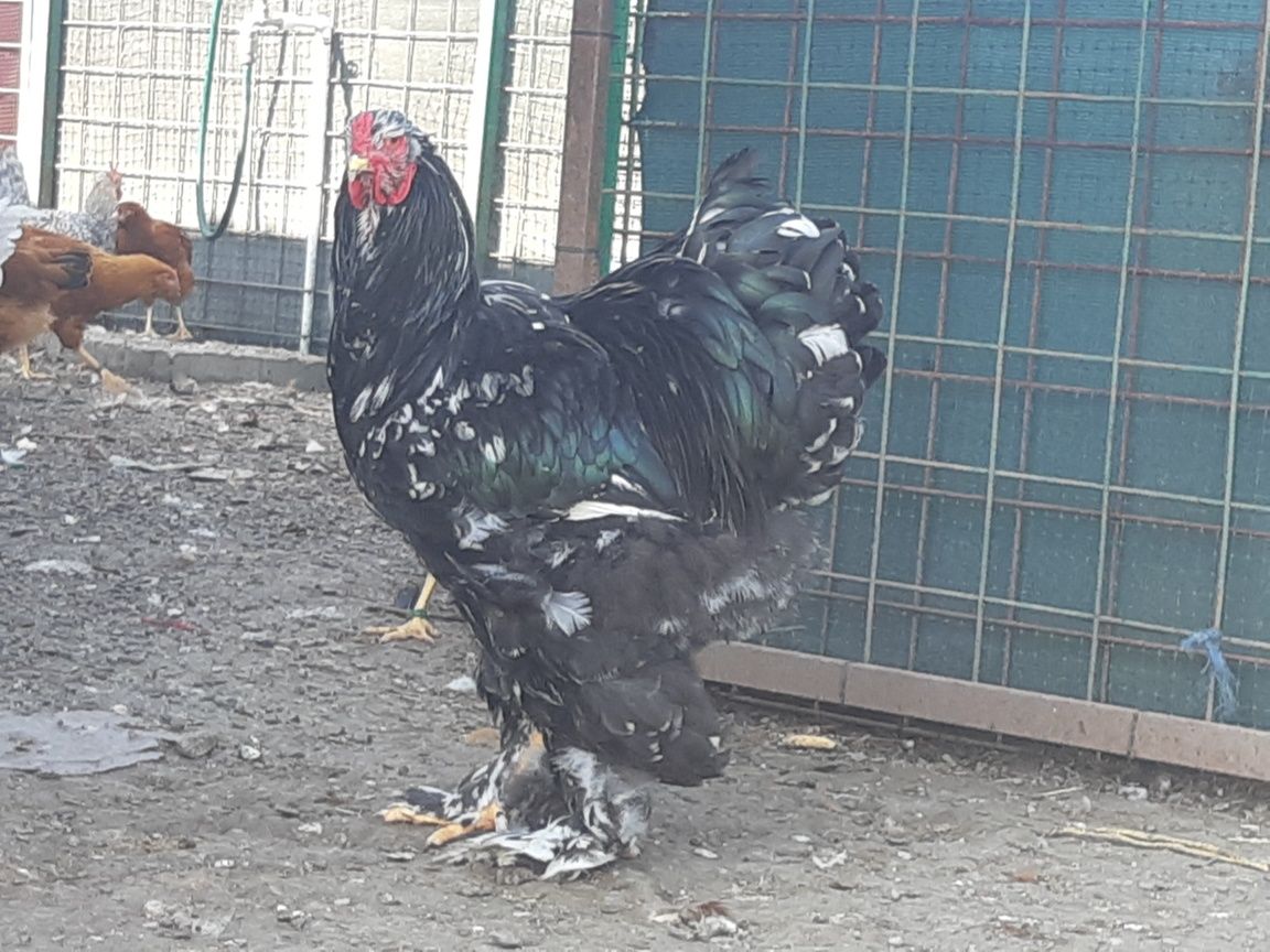 Cocos  tanar 4luni