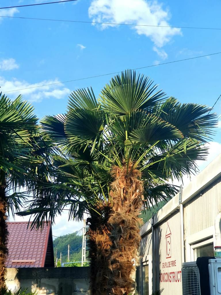 Palmieri de orice specie, cycas, trachycarpus fortunei, phoenix etc