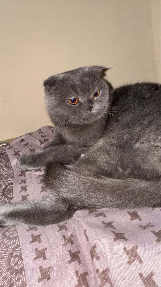 Scottish Fold ayol (urg’ochi) mushuk
